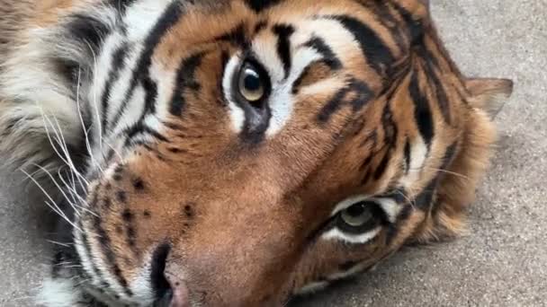 Porträtt Tigers Ansikte Makroskott Tiger Med Öppen Mun — Stockvideo