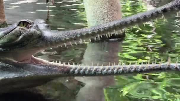 Porträt Eines Krokodils Mit Offenem Maul Makroaufnahme Des Krokodils Mit — Stockvideo
