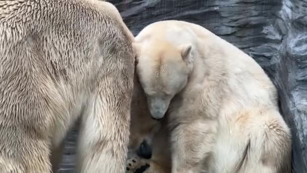 两个北极熊拥抱的宏观镜头 — 图库视频影像