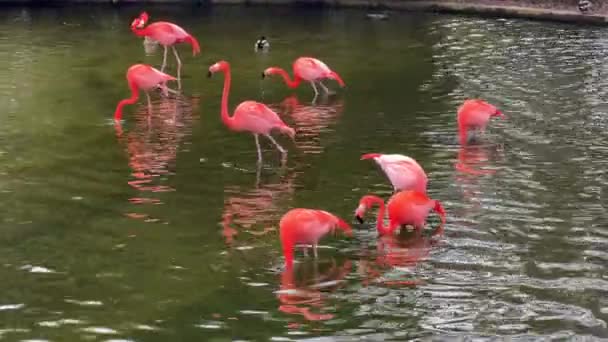 Skupina Nádherně Krásných Růžových Plameňáků Hledajících Jídlo Vodě — Stock video