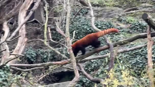 Urocza Słodka Czerwona Panda Piękne Zabawne Zwierzę — Wideo stockowe