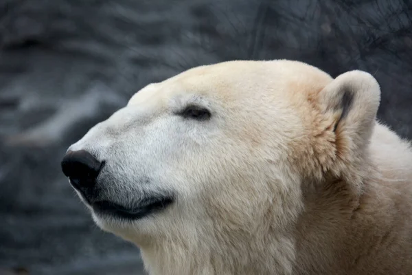 Portrait Polar Bear Macro Photo Head White Bear — Stock Photo, Image