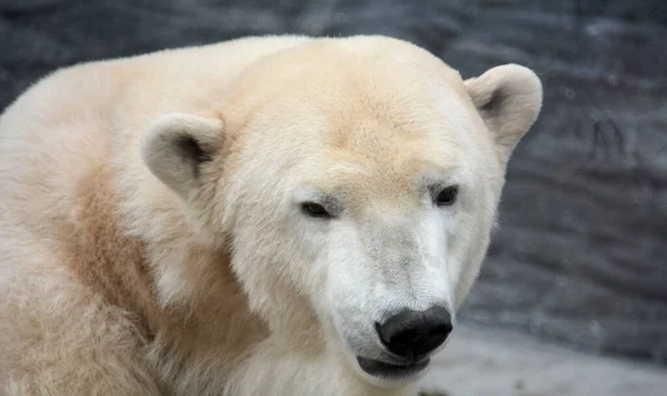 Portrait Polar Bear Macro Photo Head White Bear — Stock Photo, Image