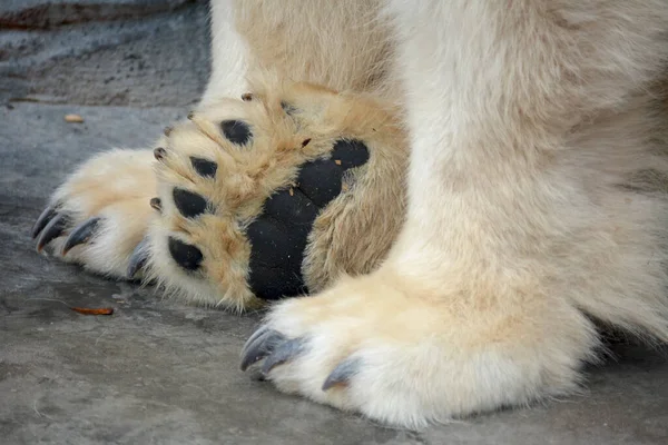 ホッキョクグマの強力な爪や爪を閉じる 白いクマの足のマクロ写真 — ストック写真