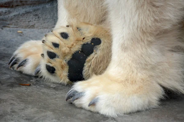 北极熊的有力爪子和爪子的特写 白熊爪子的宏观照片 — 图库照片