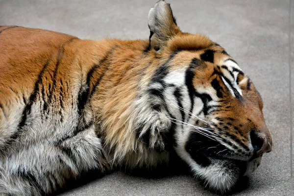 stock image Portrait of a sleeping tiger. Close-up of the tiger's face.