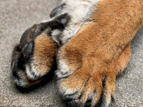 Macro Photo Tiger Paws Both Sides Tiger Shows Its Paws — Stock Photo, Image