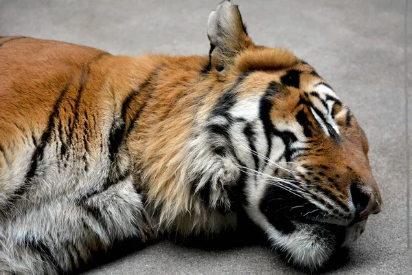 Portrait Sleeping Tiger Close Tiger Face Royalty Free Stock Images