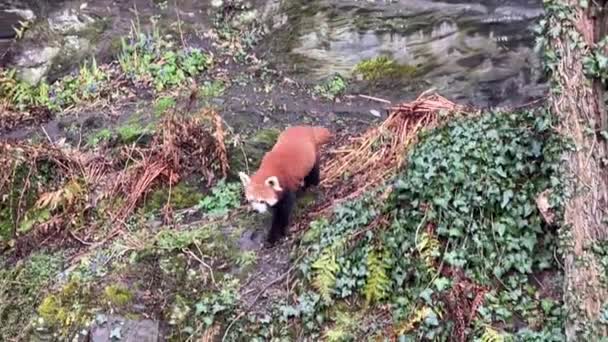 Den Söta Röda Pandan Vackert Roligt Djur Videoklipp — Stockvideo