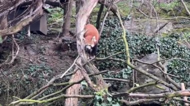 Tatlı Kızıl Panda. Güzel, komik bir hayvan. Stock video klibi. 4K