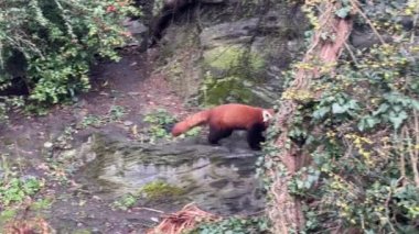Tatlı Kızıl Panda. Güzel, komik bir hayvan. Stock video klibi. 4K