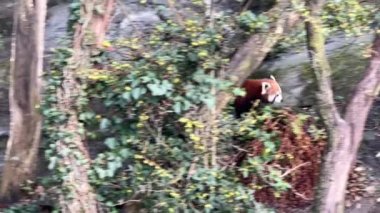 Tatlı Kızıl Panda. Güzel, komik bir hayvan. Stock video klibi. 4K