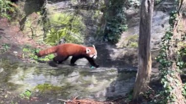 Tatlı Kızıl Panda. Güzel, komik bir hayvan. Stock video klibi. 4K