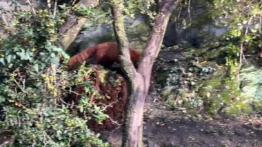 Tatlı Kızıl Panda. Güzel, komik bir hayvan. Stock video klibi. 4K