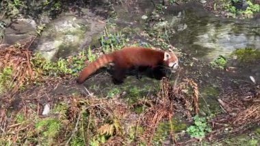 Tatlı Kızıl Panda. Güzel, komik bir hayvan. Stock video klibi. 4K