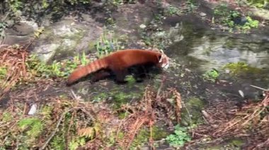 Tatlı Kızıl Panda. Güzel, komik bir hayvan. Stock video klibi. 4K