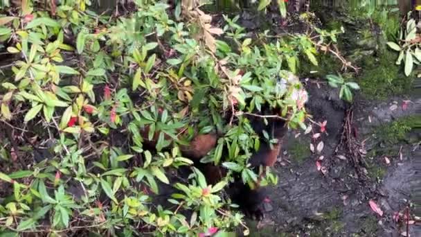 Bonito Red Panda Belo Animal Engraçado Videoclipe — Vídeo de Stock