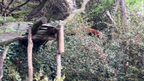 Lindo Panda Rojo Hermoso Animal Divertido Vídeo Stock — Vídeos de Stock