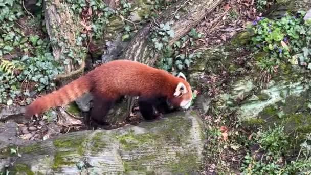 Cuki Vörös Panda Gyönyörű Vicces Állat Készletvideoklip — Stock videók