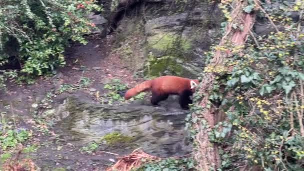 Lindo Panda Rojo Hermoso Animal Divertido Vídeo Stock — Vídeo de stock