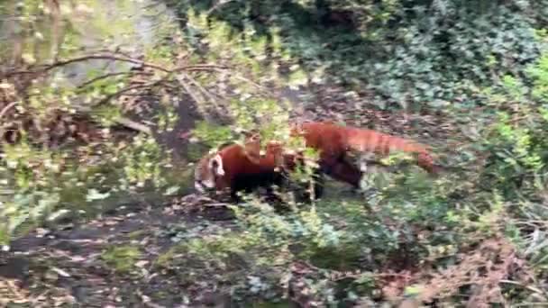 可愛い赤いパンダ 美しい面白い動物 ストックビデオクリップ — ストック動画