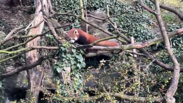 可愛い赤いパンダ 美しい面白い動物 ストックビデオクリップ — ストック動画