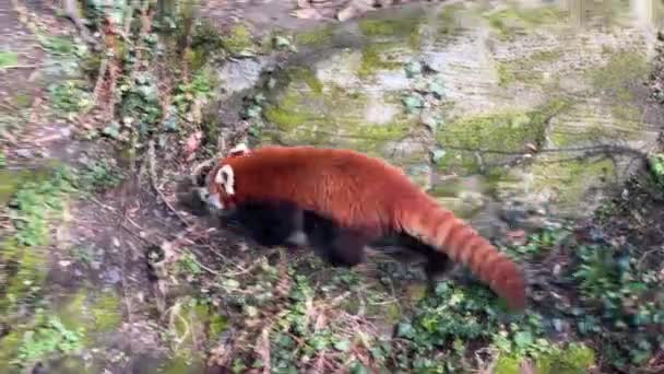 可爱的红熊猫美丽有趣的动物 库存视频剪辑 — 图库视频影像
