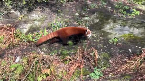 可爱的红熊猫美丽有趣的动物 库存视频剪辑 — 图库视频影像