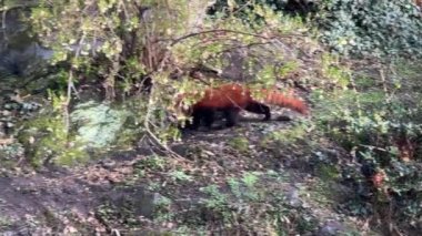 Tatlı Kızıl Panda. Güzel, komik bir hayvan. Stock video klibi. 4K