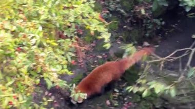 Tatlı Kızıl Panda. Güzel, komik bir hayvan. Stock video klibi. 4K