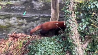 Tatlı Kızıl Panda. Güzel, komik bir hayvan. Stock video klibi. 4K