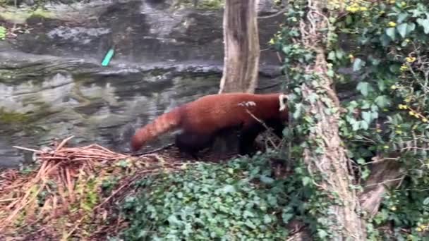 Cute Red Panda Beautiful Funny Animal Stock Video Clip — Stock Video