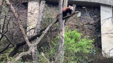 Tatlı Kızıl Panda. Güzel, komik bir hayvan. Stock video klibi. 4K