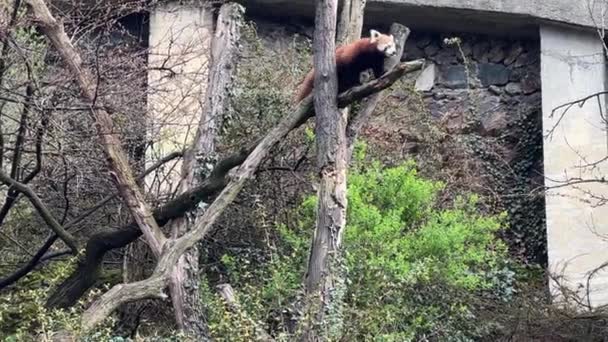 Bonito Red Panda Belo Animal Engraçado Videoclipe — Vídeo de Stock