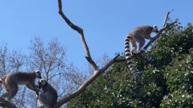 Halka kuyruklu lemur. Mavi gökyüzüne karşı sevimli ve komik lemurlar. Stock video klibi. 4K