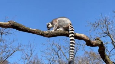 Halka kuyruklu lemur. Mavi gökyüzüne karşı sevimli ve komik lemurlar. Stock video klibi. 4K