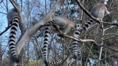 Halka kuyruklu lemur. Mavi gökyüzüne karşı sevimli ve komik lemurlar. Stock video klibi. 4K