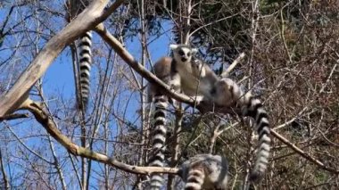 Halka kuyruklu lemur. Mavi gökyüzüne karşı sevimli ve komik lemurlar. Stock video klibi. 4K