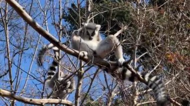Halka kuyruklu lemur. Mavi gökyüzüne karşı sevimli ve komik lemurlar. Stock video klibi. 4K