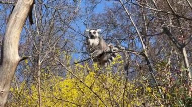 Halka kuyruklu lemur. Mavi gökyüzüne karşı sevimli ve komik lemurlar. Stock video klibi. 4K