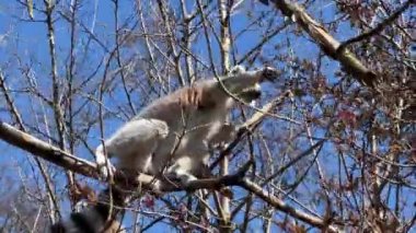 Halka kuyruklu lemur. Mavi gökyüzüne karşı sevimli ve komik lemurlar. Stock video klibi. 4K