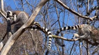 Halka kuyruklu lemur. Mavi gökyüzüne karşı sevimli ve komik lemurlar. Stock video klibi. 4K