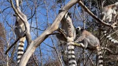 Halka kuyruklu lemur. Mavi gökyüzüne karşı sevimli ve komik lemurlar. Stock video klibi. 4K