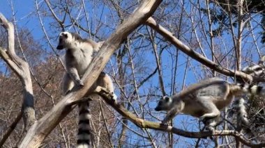 Halka kuyruklu lemur. Mavi gökyüzüne karşı sevimli ve komik lemurlar. Stock video klibi. 4K