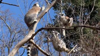 Halka kuyruklu lemur. Mavi gökyüzüne karşı sevimli ve komik lemurlar. Stock video klibi. 4K