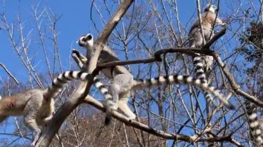 Halka kuyruklu lemur. Mavi gökyüzüne karşı sevimli ve komik lemurlar. Stock video klibi. 4K