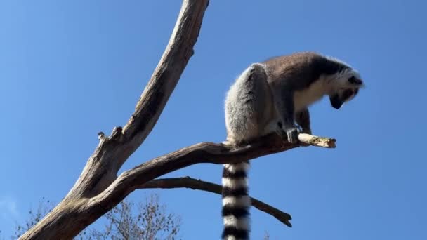 Lemur Kroužkovým Ocasem Roztomilí Zábavní Lemuři Proti Modré Obloze Zásobní — Stock video