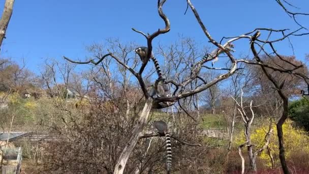 Lémurien Queue Cerclée Des Lémuriens Mignons Drôles Contre Ciel Bleu — Video