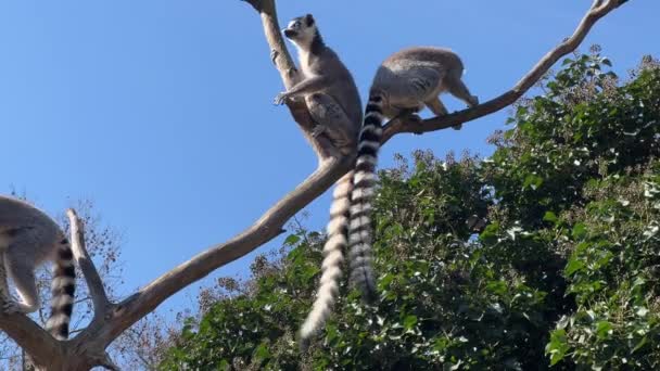 Lemur Kroužkovým Ocasem Roztomilí Zábavní Lemuři Proti Modré Obloze Zásobní — Stock video