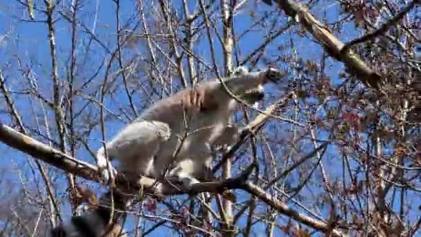 リングテールのレミュール 青空に対してキュートで面白いキツネザル ストックビデオクリップ — ストック動画